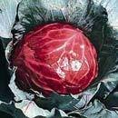 Seed Kingdom Mammoth Red Rock Cabbage Heirloom Seeds - 2,000 Count for Home Gardening, Organic Farming & Sustainable Agriculture