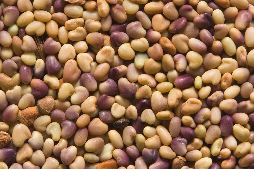 500 Red Clover Seeds for Sprouting & Home Gardening - Non-GMO, Organic | Perfect for Salads, Smoothies & Microgreens | COOL BEANS N SPROUTS Brand