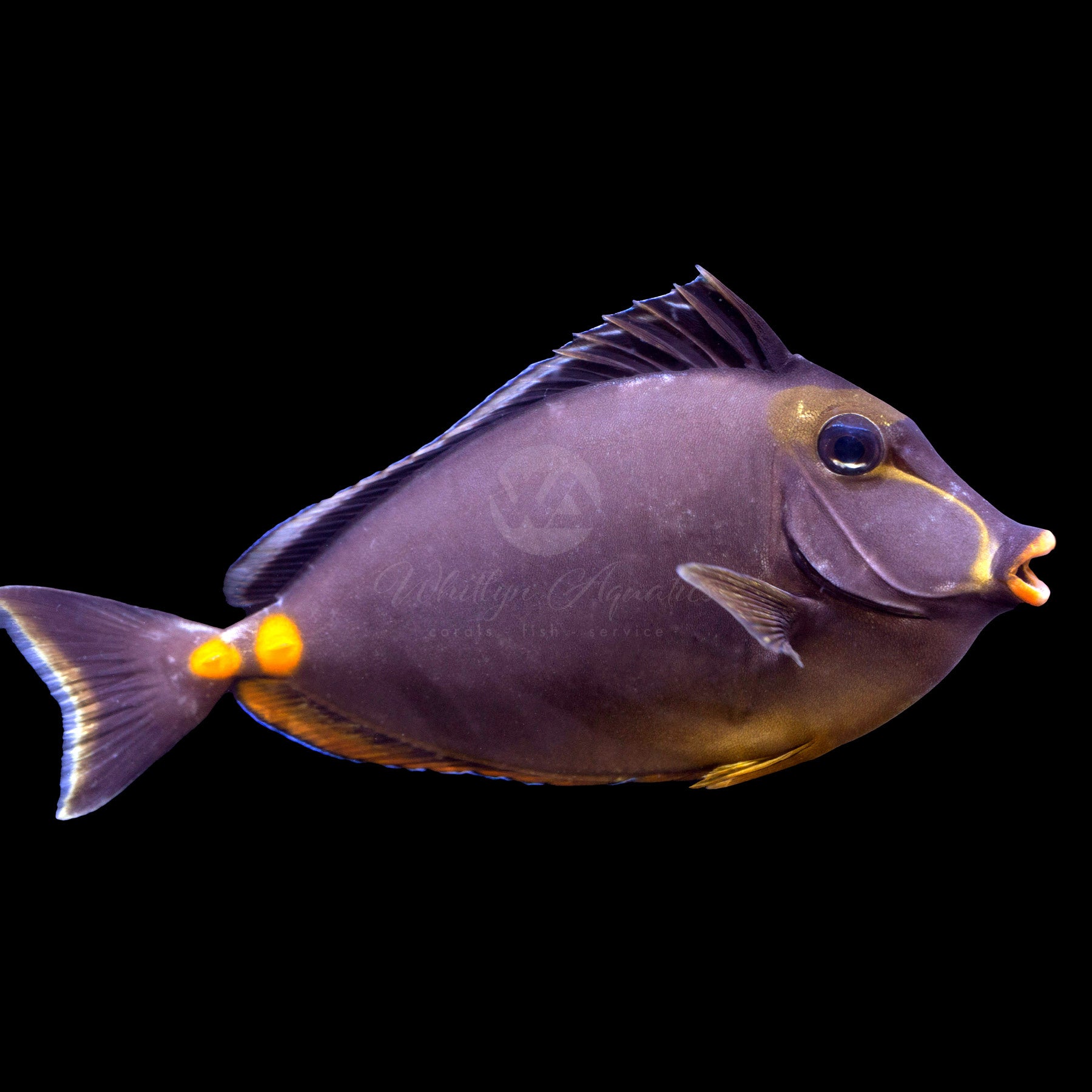 Naso Tang Fish (Naso Lituratus) - Saltwater Aquarium Fish for Reef Tanks & Marine Aquariums | Perfect for Coral Compatibility & Community Tanks
