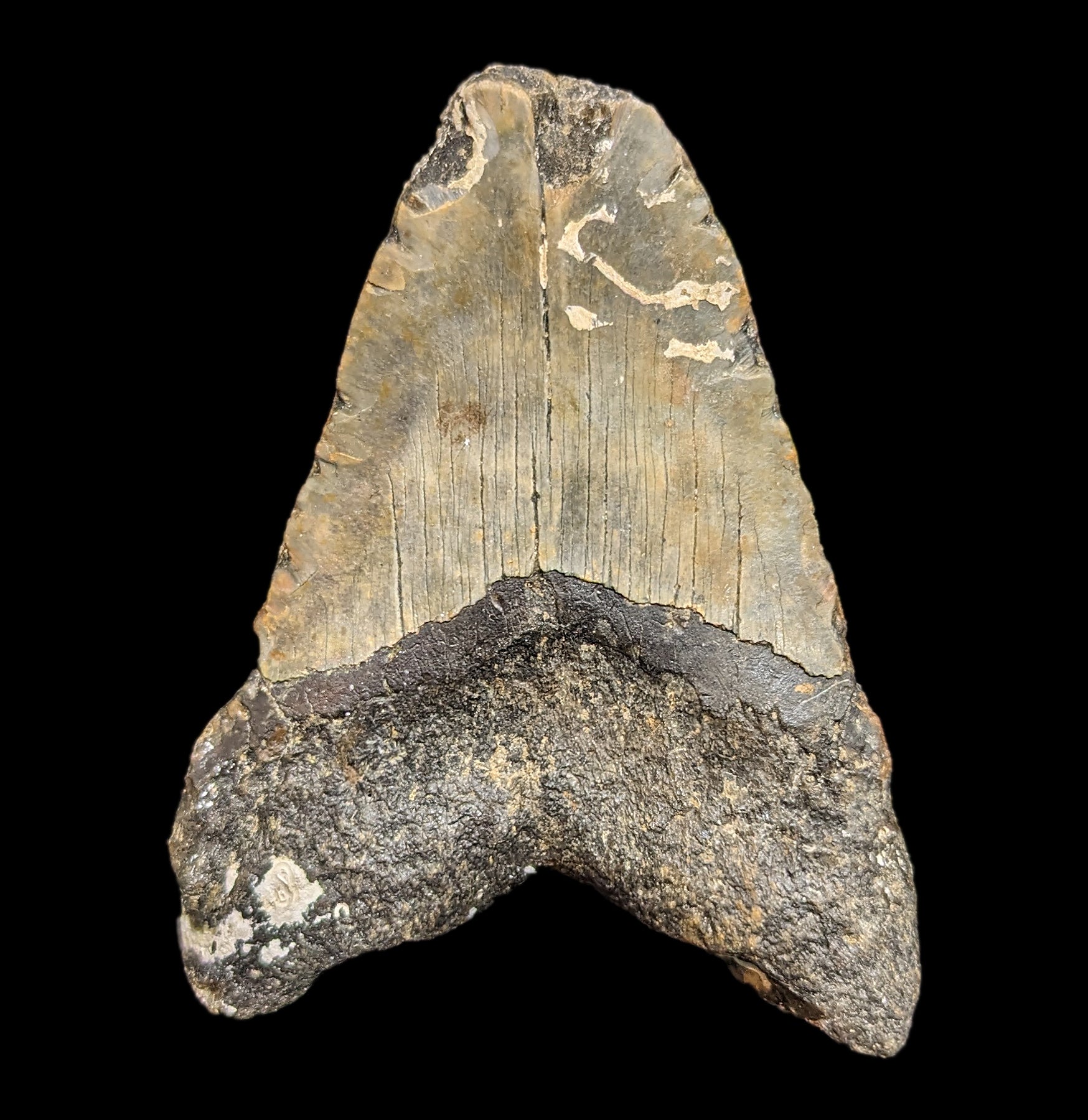 Authentic Megalodon Shark Tooth Fossil with Coral Specimen #31 - Perfect for Fossil Collectors, Home Decor & Science Education Display