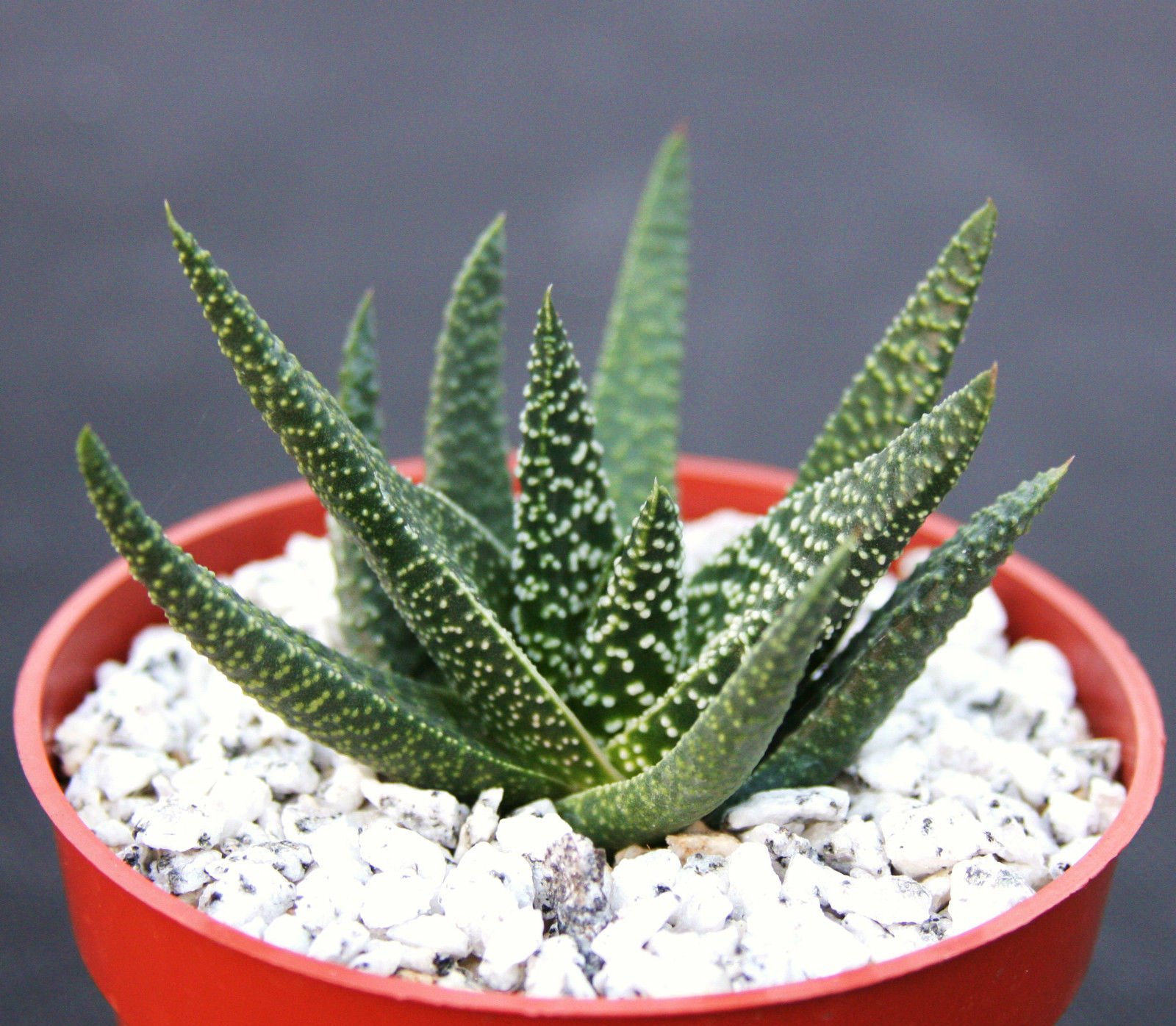 Gasteraloe 'Royal Highness' - Rare Exotic Succulent Hybrid Bonsai Plant in 4 Inch Pot | Perfect for Indoor Decor, Office Desk & Gift for Plant Lovers