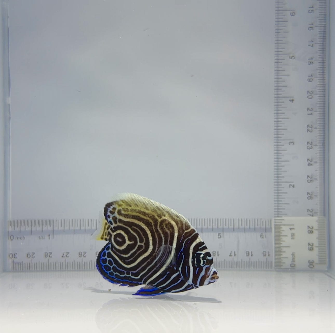 Captive Bred Emperor Angelfish - Premium Saltwater Aquarium Fish for Reef Tanks & Marine Displays | Perfect for Beginners & Expert Hobbyists