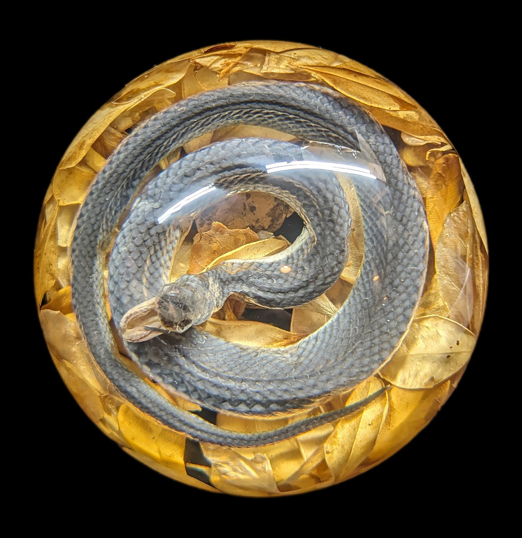 Natural Snake Paperweight - Elegant Desk Organizer for Home & Office Decor - Perfect for Books, Documents & Stationery