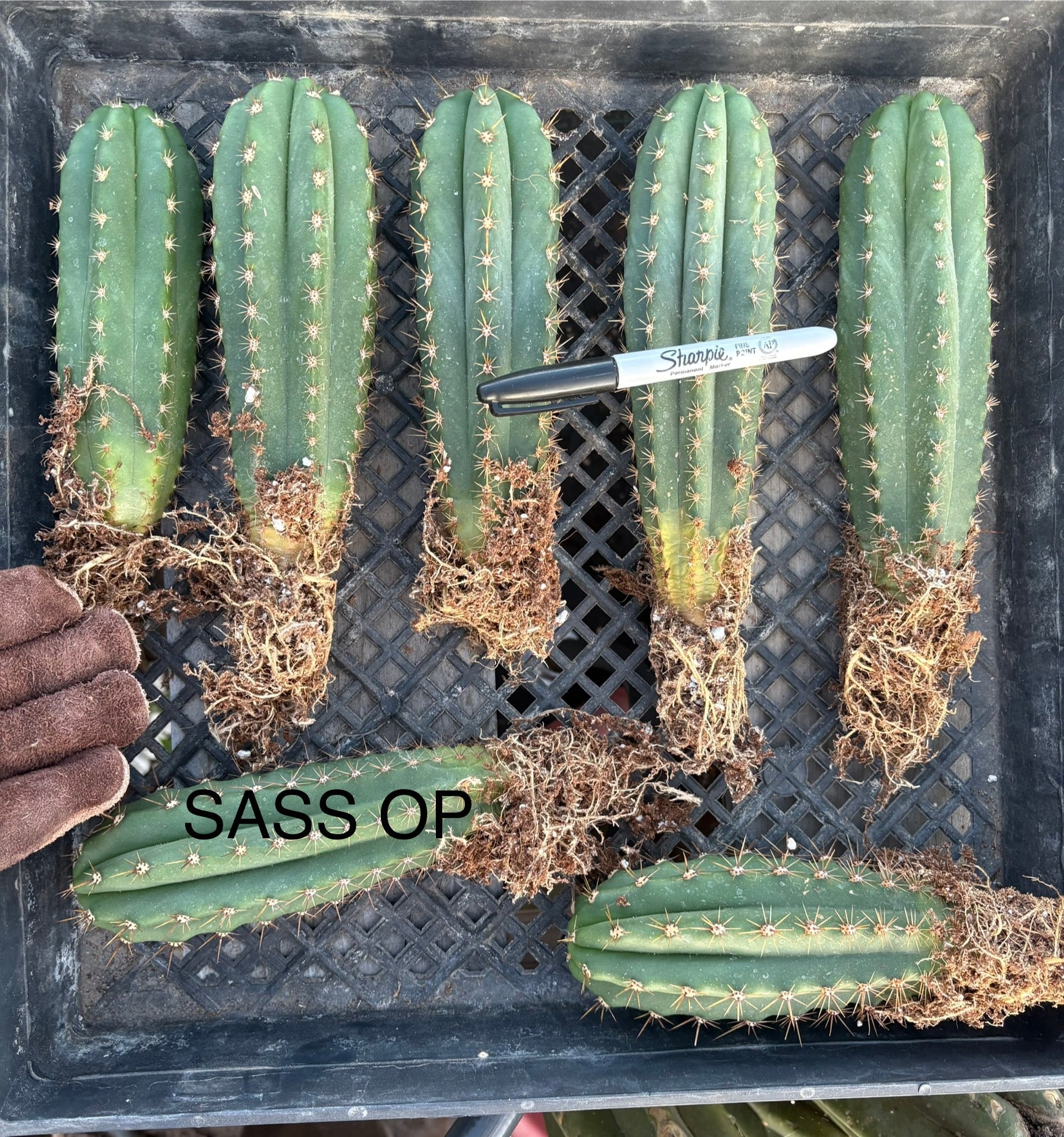 Affordable Trichocereus Hybrid Cactus Plants - Bare Root Specimens for Desert Landscaping & Home Decor | EC185