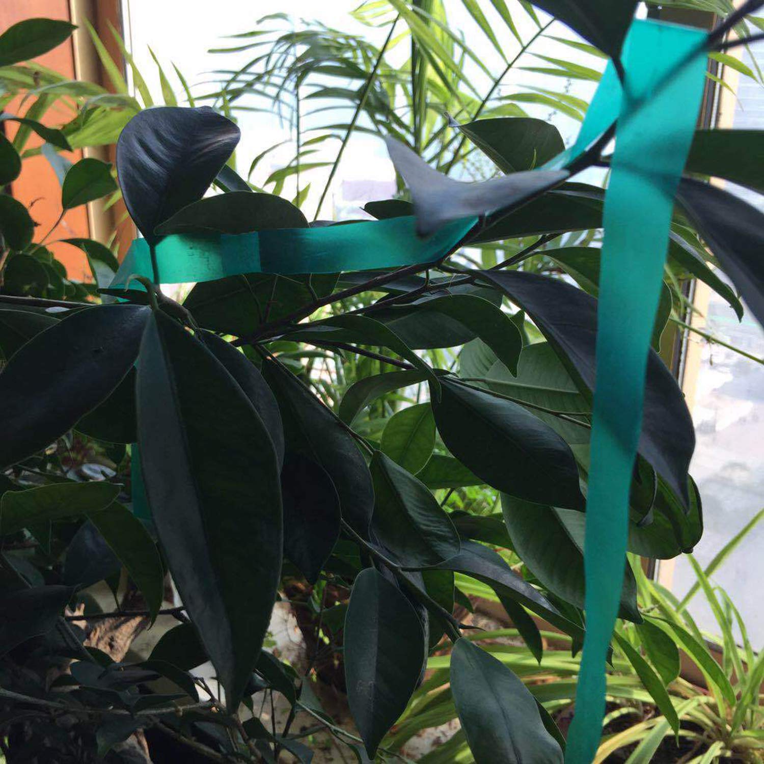 Green Vinyl Stretch Plant Tie Tape - 150 Feet (2 Pack) for Indoor & Outdoor Gardening, Patio Plants, Vine Support - Soft & Flexible Garden Stake Ties