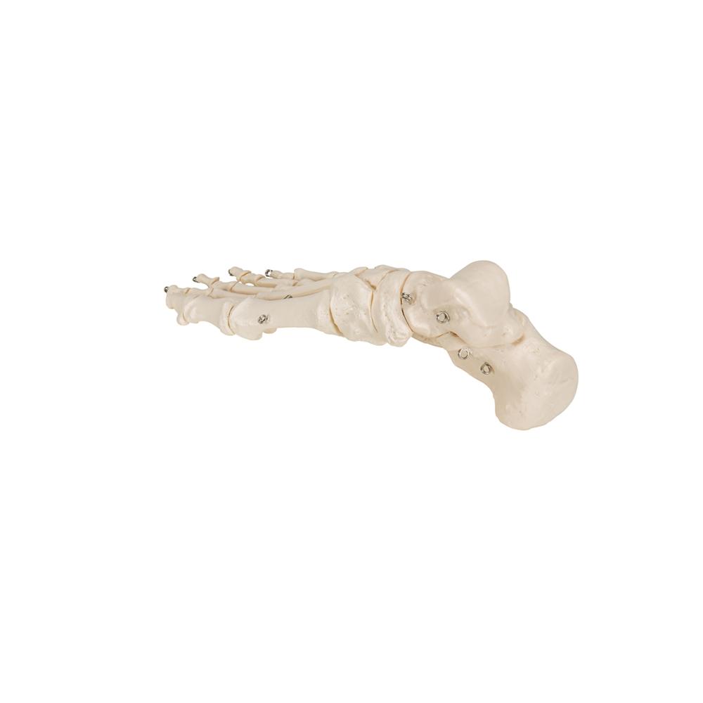 Foot Skeleton Wire Mounted - Halloween Decor, Gothic Home Decor, Anatomical Display for Medical Offices & Haunted Houses