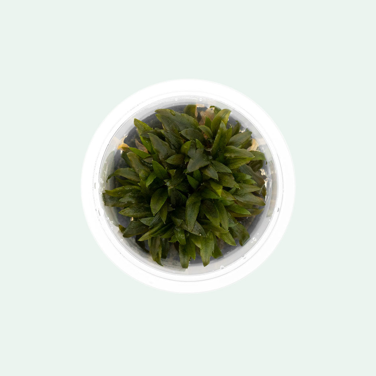 Cryptocoryne Wendtii Kompakt Live Aquarium Plant - Compact & Easy Care Aquatic Plant for Freshwater Fish Tanks, Aquascaping & Low-Tech Planted Aquariums
