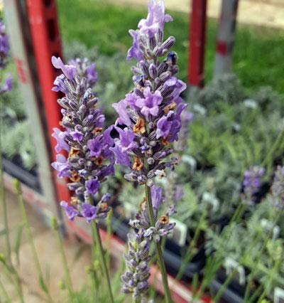 Lavender French Provence Plants - Very Fragrant Blue Flowers (4