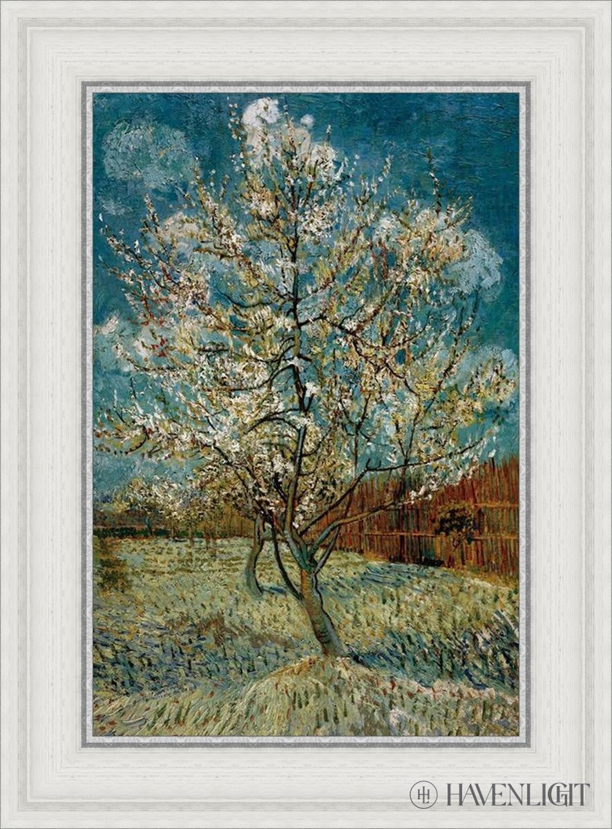 Peach Tree In Blossom - Beautiful Flowering Peach Tree for Garden Landscaping | Perfect for Spring Planting & Outdoor Decor