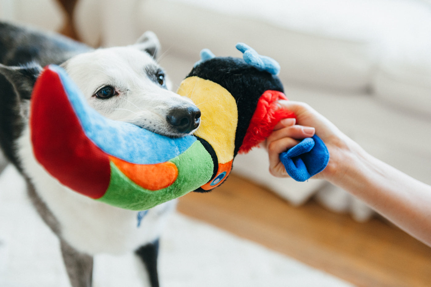 Tito the Toucan Plush Dog Toy - Fetching Flock™ Chew-Resistant Squeaky Stuffed Animal for Small & Medium Dogs | Perfect for Fetch, Cuddling & Interactive Playtime | Pet P.L.A.Y.