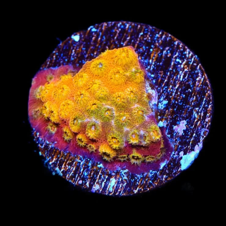 24K Gold Cyphastrea Coral for Saltwater Aquariums - Vibrant Live Coral for Reef Tanks, Nano Tanks & Marine Aquascaping
