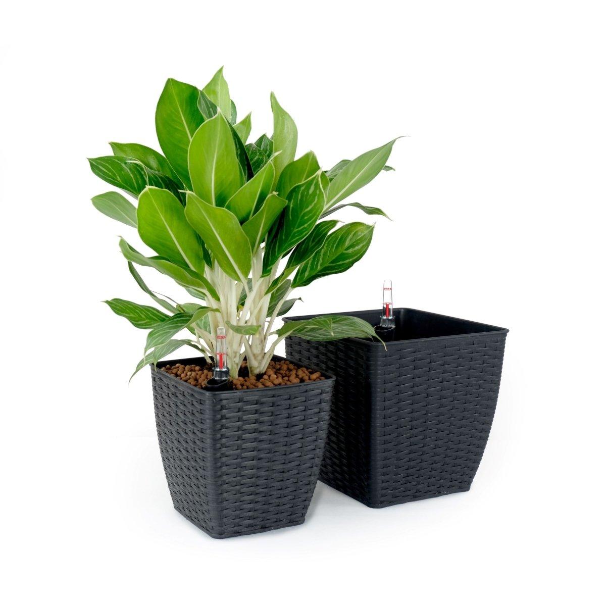 DTY Signature 2-Pack Self-Watering Planters - Handwoven Wicker Square Plant Pots for Indoor/Outdoor Decor - Perfect for Home, Office, and Garden Use