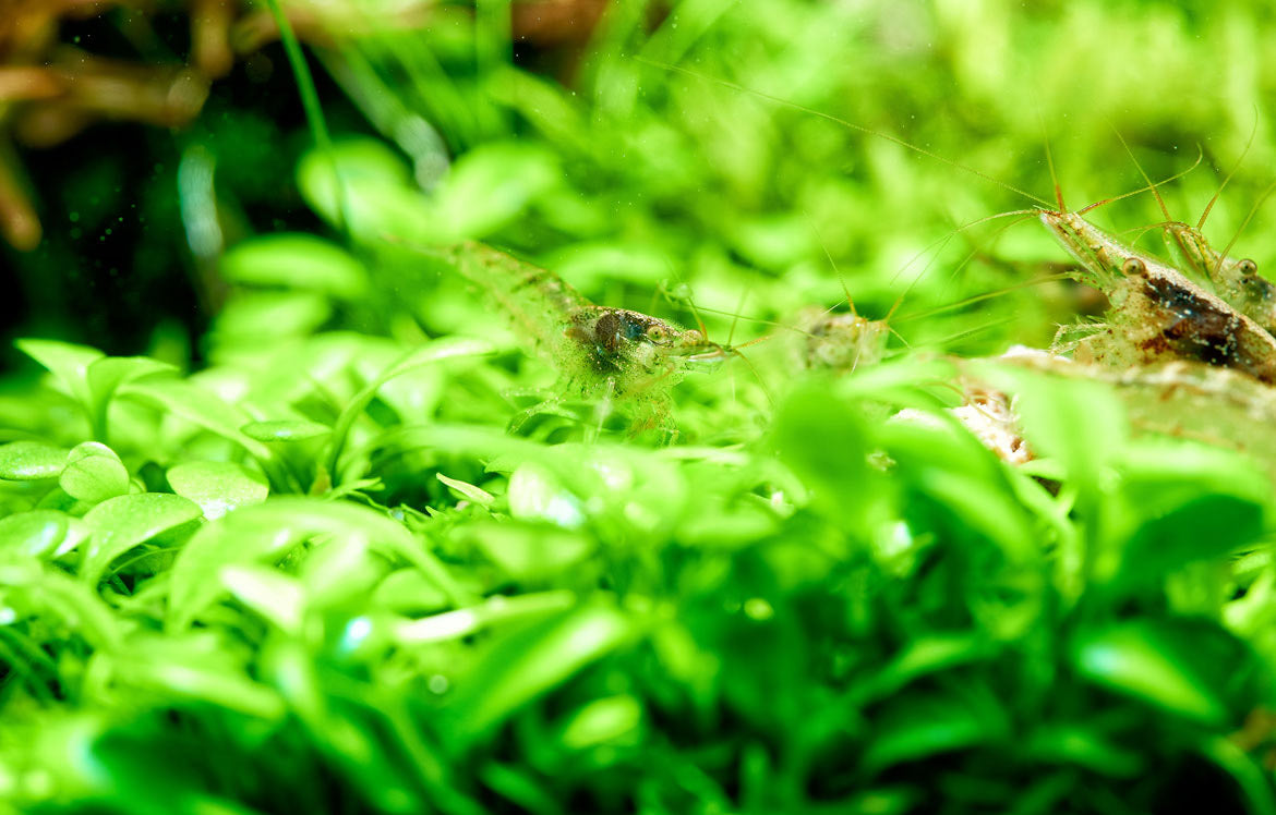 Aquario Neo Soil - Premium Planted Aquarium Substrate for Healthy Aquatic Plants | Ideal for Shrimp Tanks, Nano Aquariums & Planted Aquascapes
