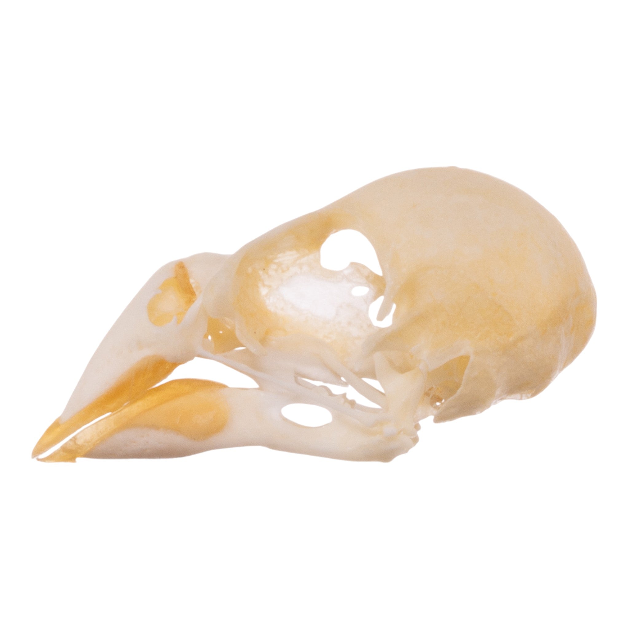 Real Zebra Finch Skull - Authentic Bird Skull Specimen for Taxidermy, Science Education & Gothic Decor | Perfect for Collectors, Biology Classrooms & Dark Aesthetic Displays