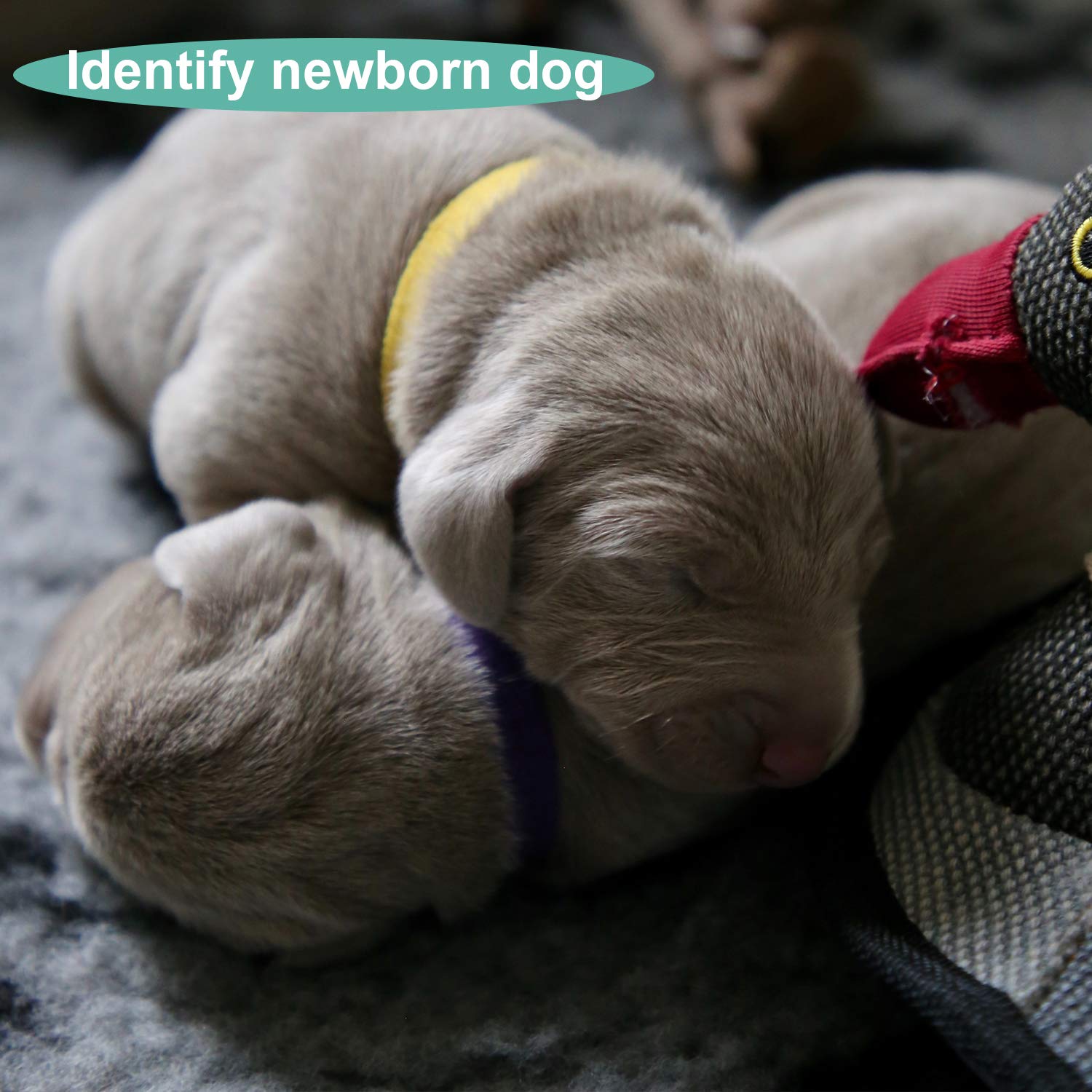 LUTER 15 Colors Adjustable Soft Puppy Collars - 20x1cm Whelping Collars for Newborn Dogs & Kittens - Pet ID Collars for Training, Grooming & Daily Walks