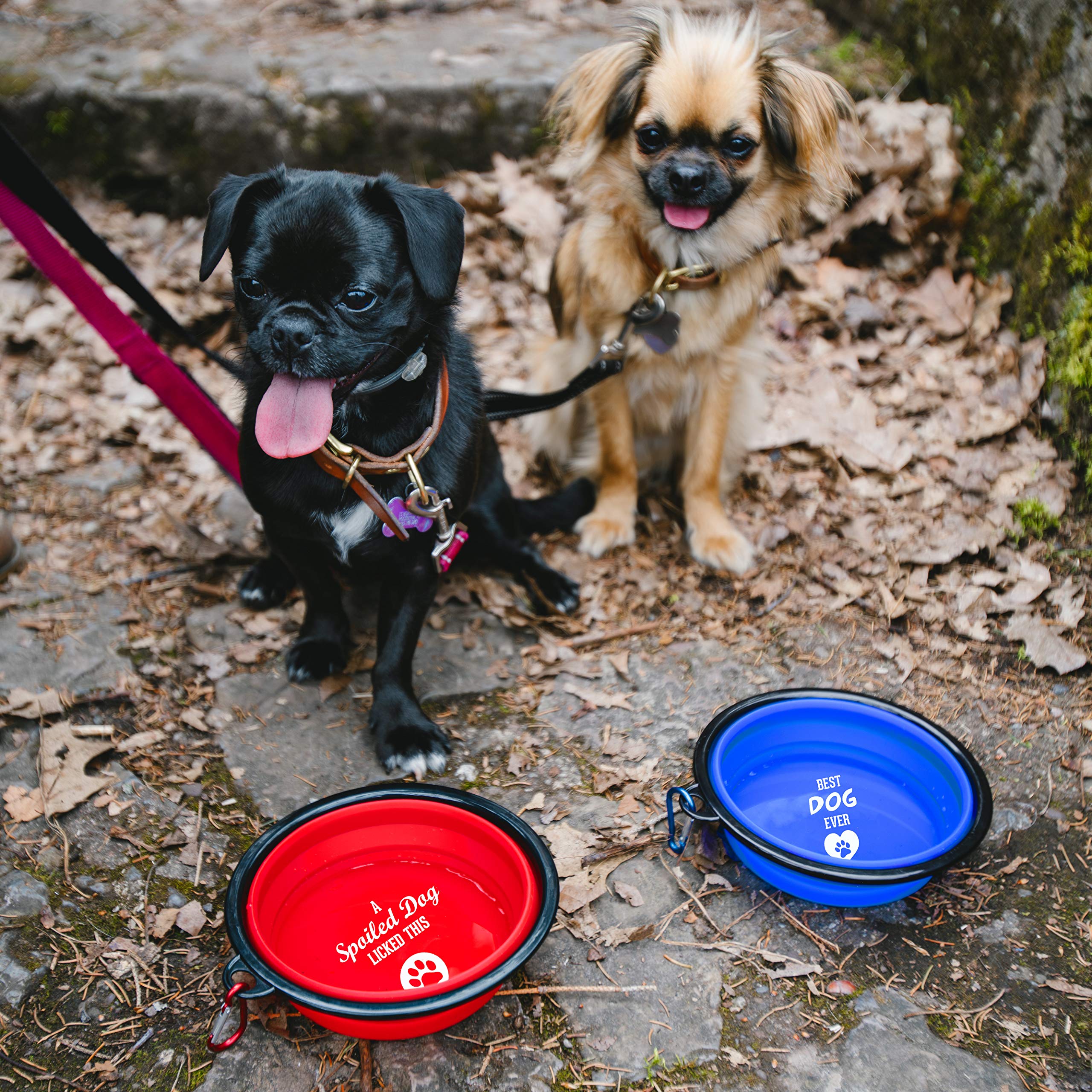 Best Ever 7 Inch Collapsible Pet Dog Bowl for Travel & Hiking - Lightweight Portable Dog Water & Food Bowl - Blue - Pavilion Gift Company