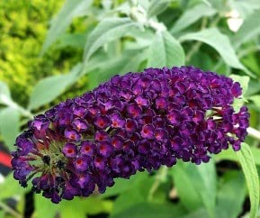 Black Knight Butterfly Bush (Buddleja Davidii) - Live Shrub Plant in 1 Pint Pot | Drought-Tolerant Flowering Perennial for Gardens & Landscaping | Attracts Butterflies & Hummingbirds