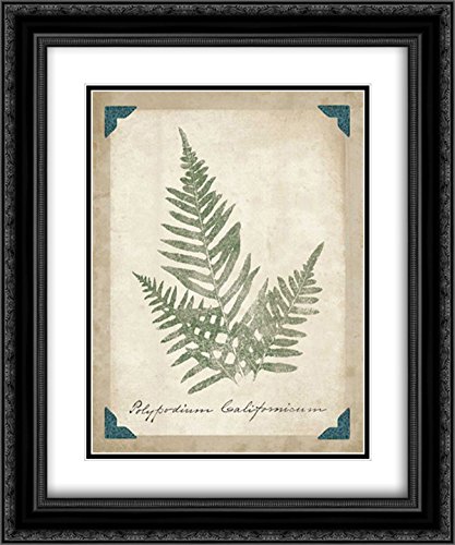 Wild Apple Portfolio 15x17 Black Ornate Framed Double Matted Museum Art Print - Vintage Ferns XI Botanical Wall Decor for Living Room, Bedroom & Office