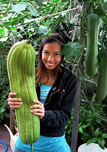 Organic Non-GMO Dishrag Gourd Seeds - Smooth Luffa Sponge for Exfoliating & Cleaning | Heirloom Vegetable Seeds for Planting | Perfect for Gardeners, DIY Beauty & Eco-Friendly Home Use
