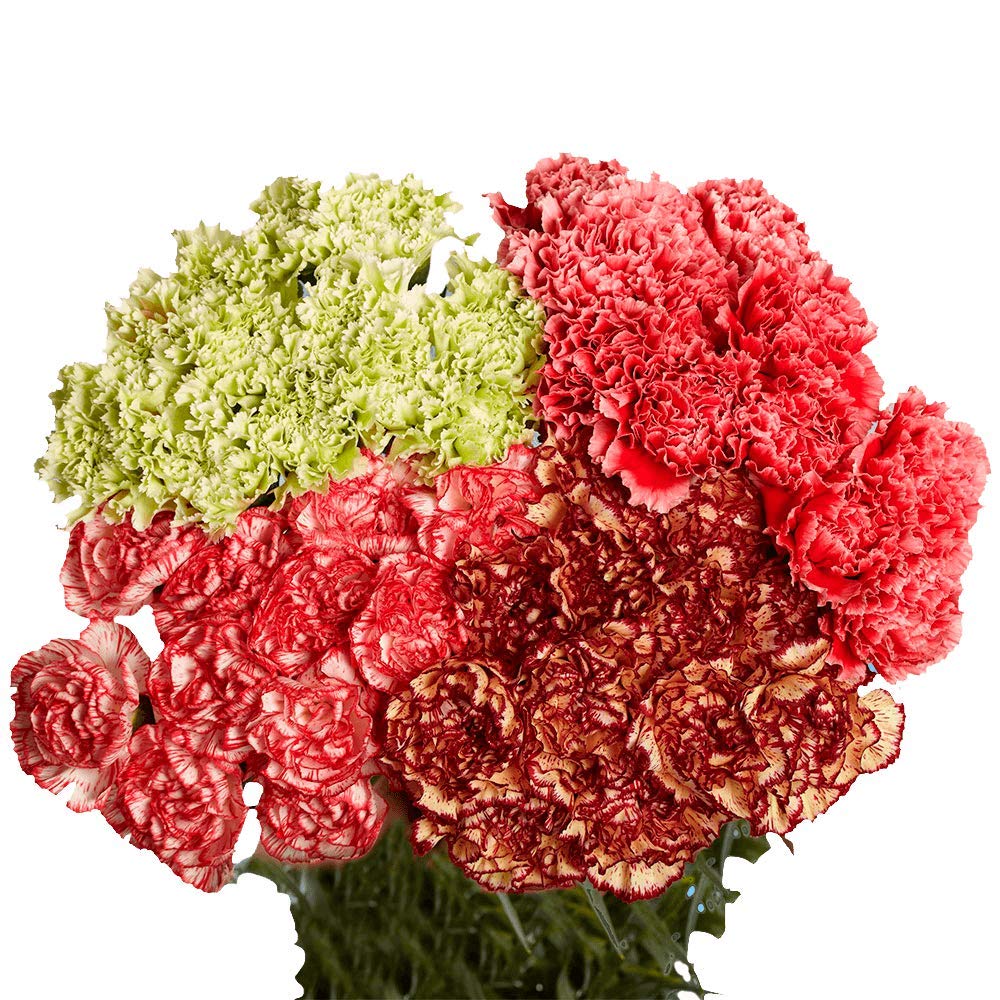 300 Fresh Novelty Carnations Bouquet - Premium Wedding, Birthday, Anniversary & Bridal Shower Flowers - Home Decor & Gift Delivery - Perfect for Centerpieces, Romantic Gifts & Special Occasions