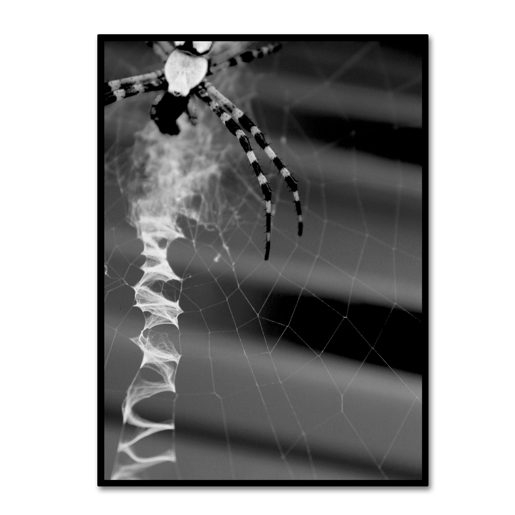Black and White Spider Web Canvas Wall Art by Patty Tuggle - 35x47 Inch Gothic Home Decor for Living Room, Bedroom, or Halloween Party Decoration