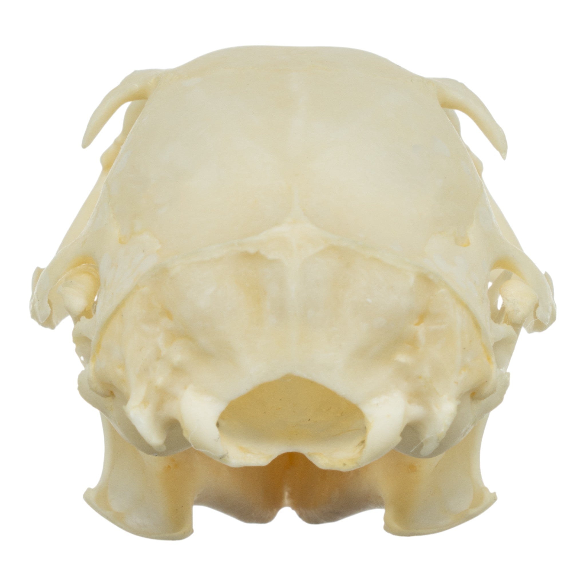 Realistic Squirrel Skull Replica - Detailed Animal Bone Specimen for Halloween Decor, Taxidermy Display & Science Education - Perfect for Gothic Home Decor, Biology Classrooms & Oddity Collections