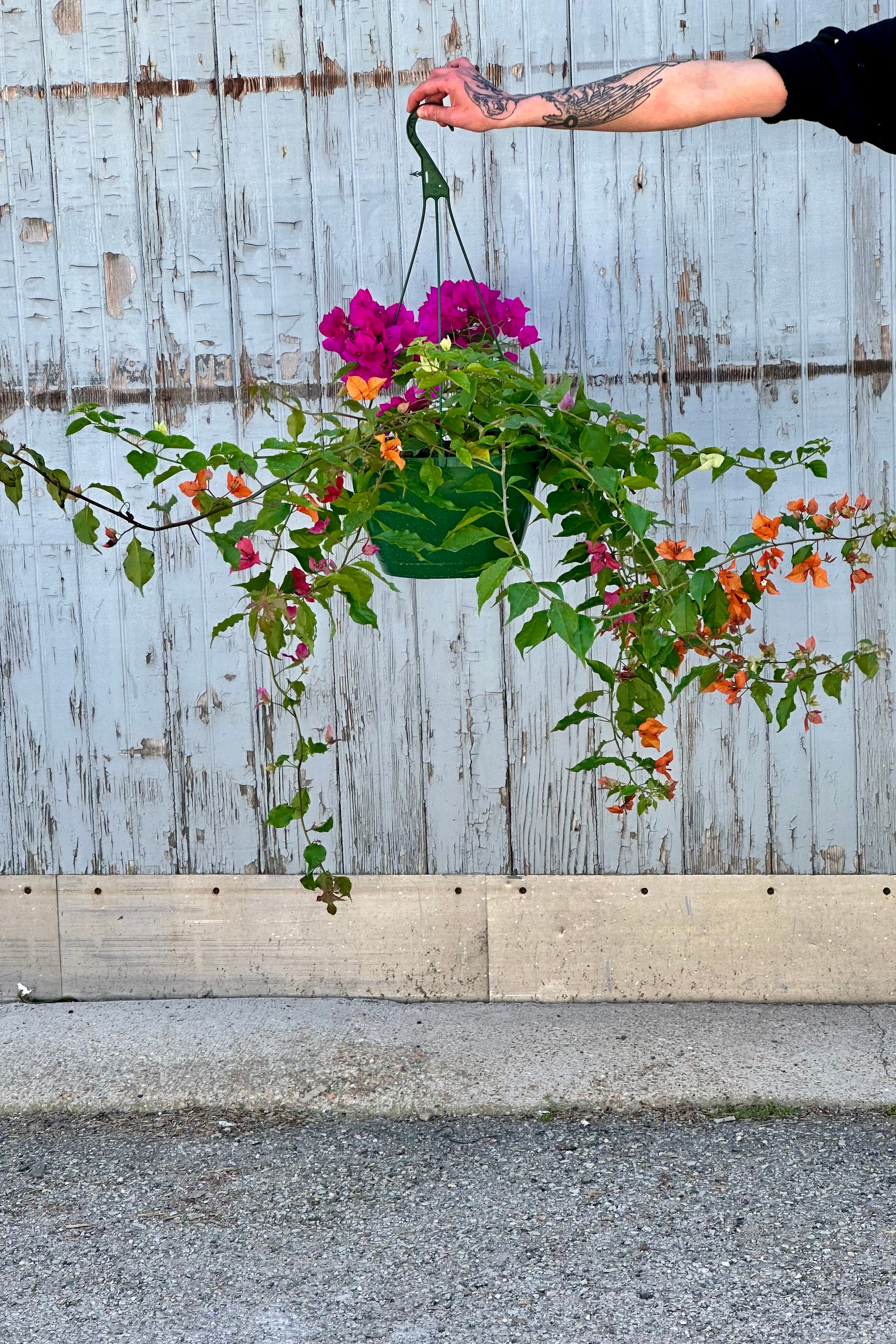 Bougainvillea Plant - 10 Inch Potted Flowering Vine for Outdoor Garden Decor, Patio Landscaping & Tropical Home Gardening