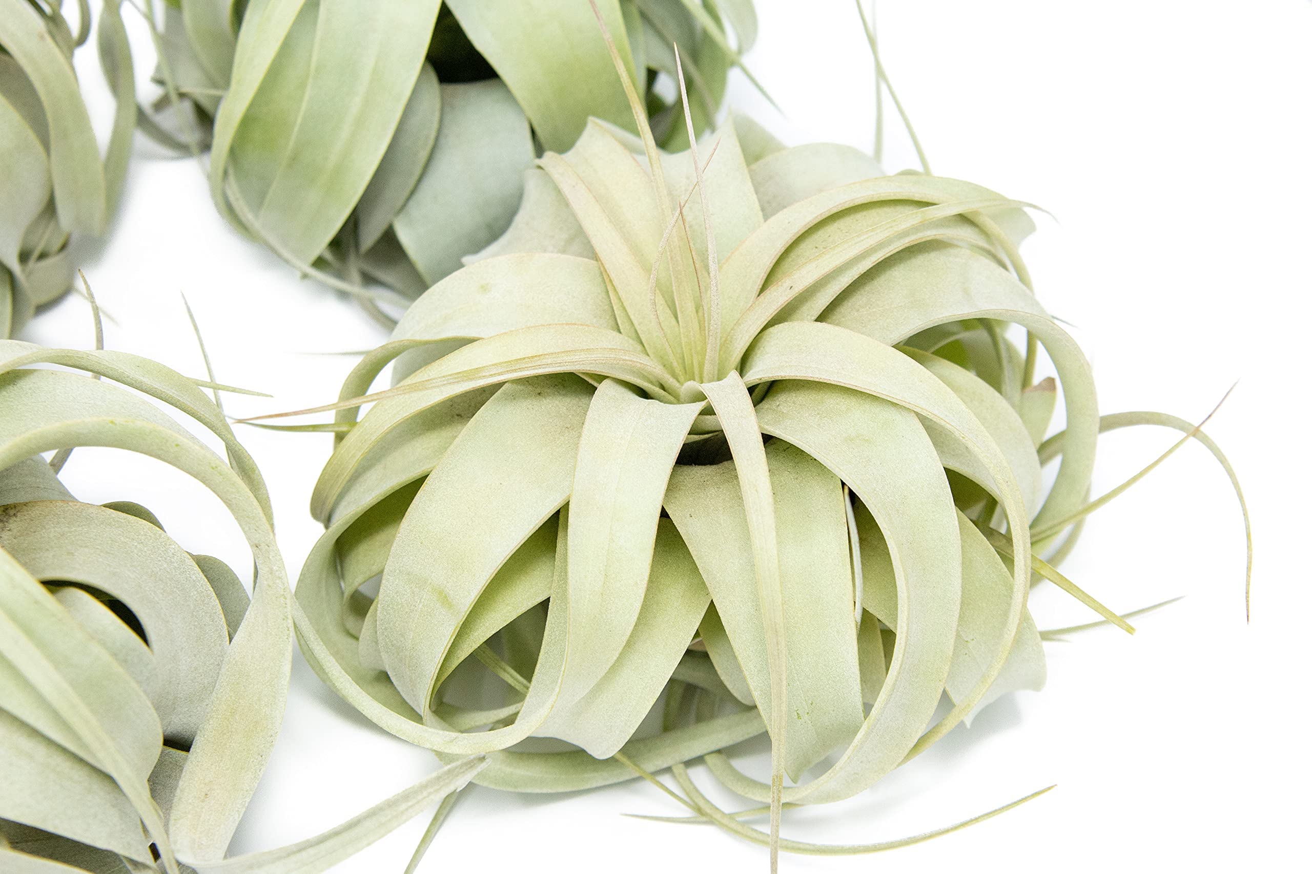 6 Pack Large Xerographica Air Plants 5-7 Inch Wide - Live Tillandsia Succulent House Plants for Terrariums, Home & Office Decor - Easy Care Indoor/Outdoor Air Plants (Wholesale Available) - Perfect for Gifts, Weddings & DIY Projects