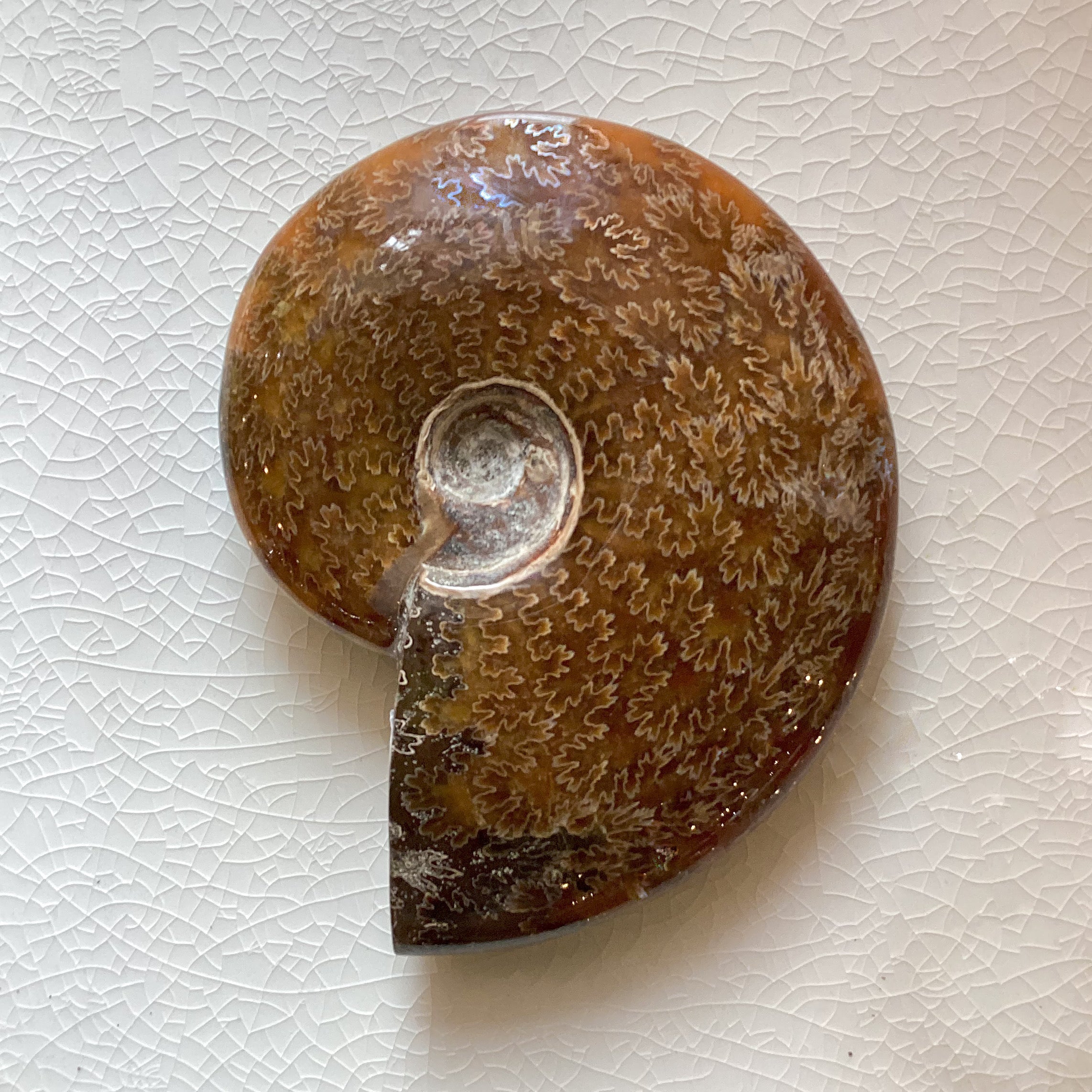 Authentic Ammonite Fossil Specimen - Natural Whole Ammonite Shell for Collectors, Home Decor & Gifts | Perfect for Geology Enthusiasts, Office Display & Educational Use