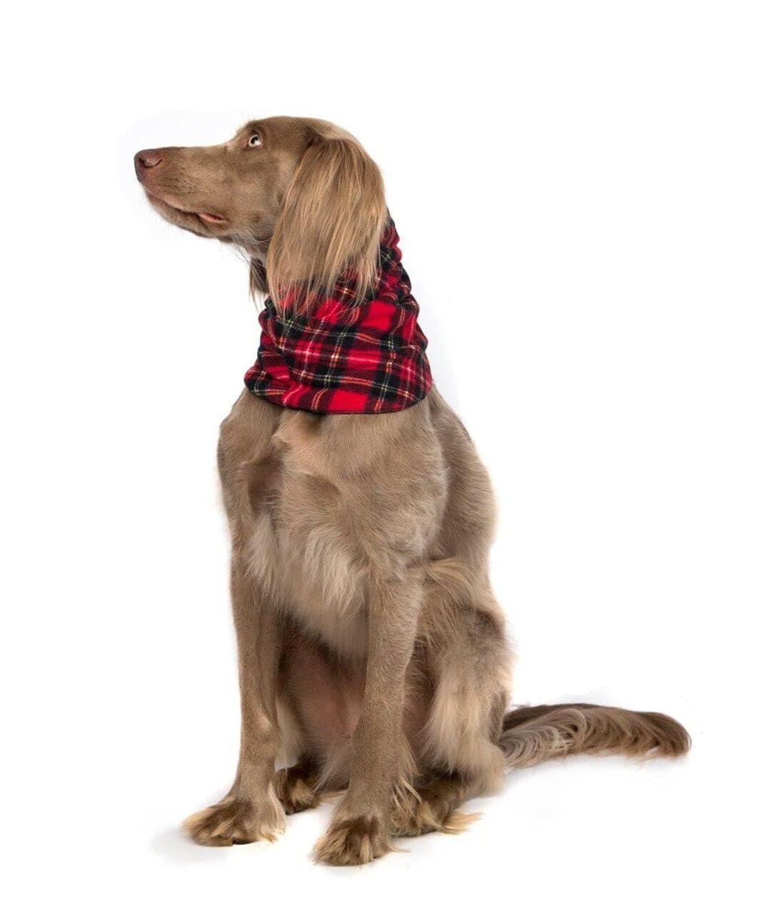 Small Red Tartan & Black Dog Scarf - Adjustable Pet Bandana for Small Dogs - Perfect for Holidays, Photos & Daily Walks