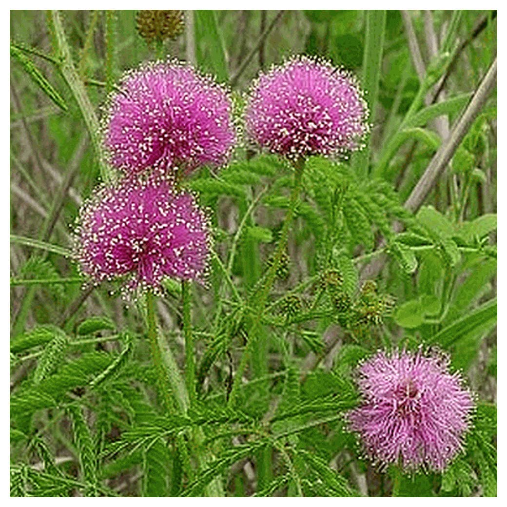 Everwilde Farms - 1/4 Lb Sensitive Plant (Mimosa Pudica) Native Wildflower Seeds - Gold Vault Packaging - Perfect for Pollinator Gardens, Butterfly Habitats & DIY Seed Bombs