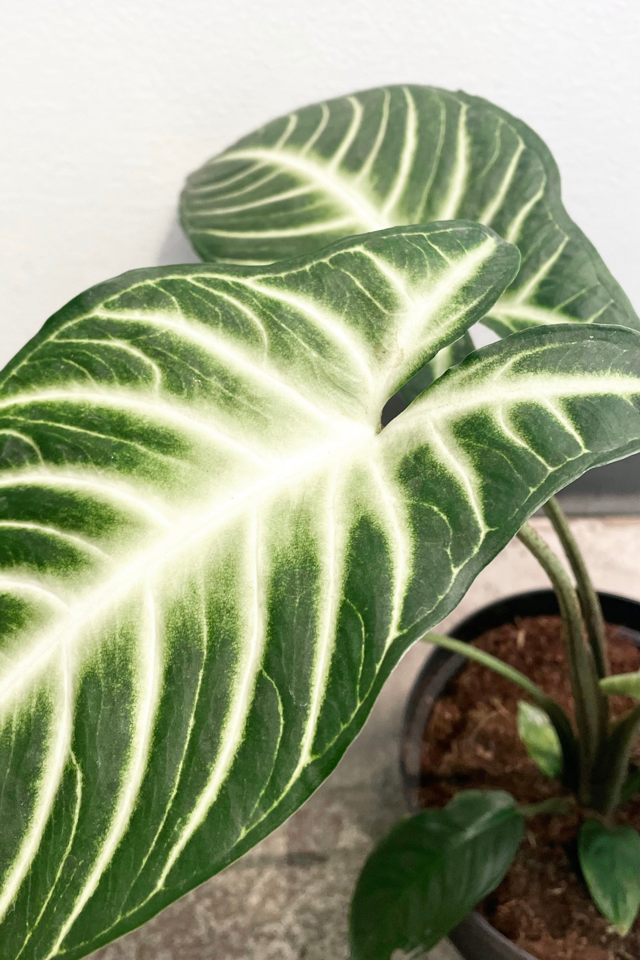Caladium lindenii 'Magnificum' - 6 Inch Live Plant for Indoor & Outdoor Gardens | Perfect for Home Decor, Office Spaces, and Tropical Landscaping
