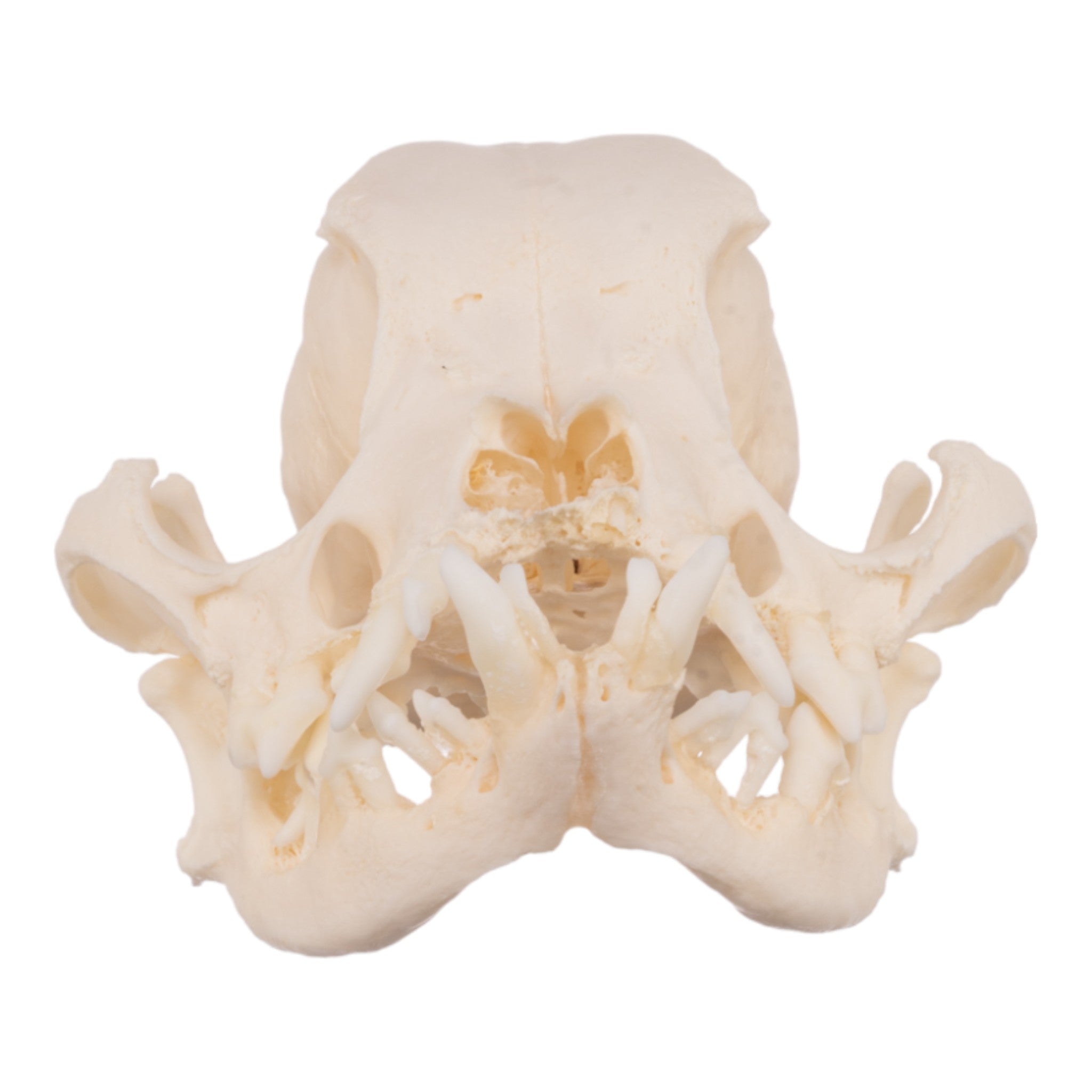 Real Domestic Dog Skull - Severe Periodontal Disease Specimen for Veterinary Study & Dental Research | Ideal for Anatomy Classrooms, Veterinary Training, and Forensic Science Education
