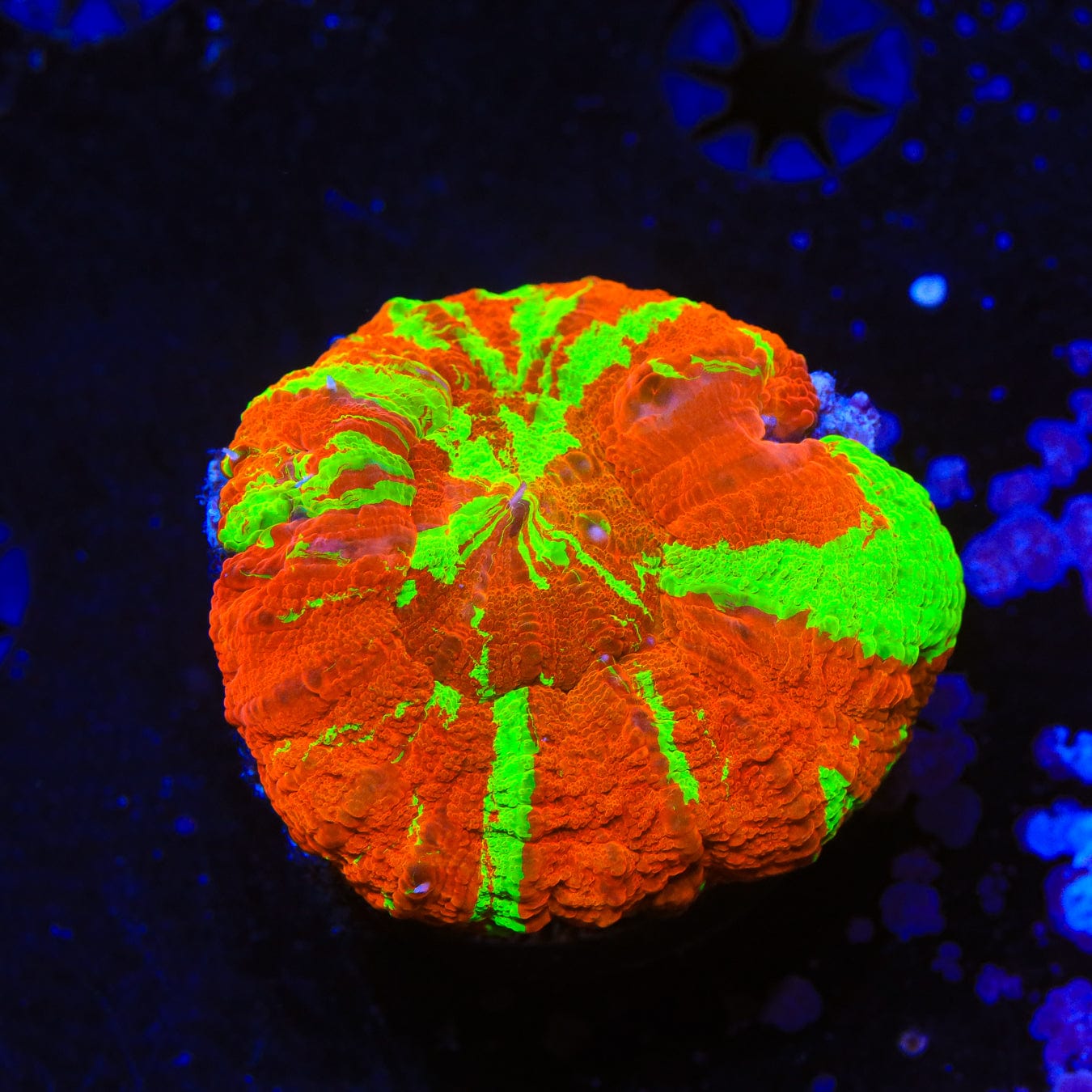 Premium Bleeding Apple Scolymia Coral for Saltwater Aquariums - Vibrant LPS Coral for Reef Tanks & Marine Aquascaping