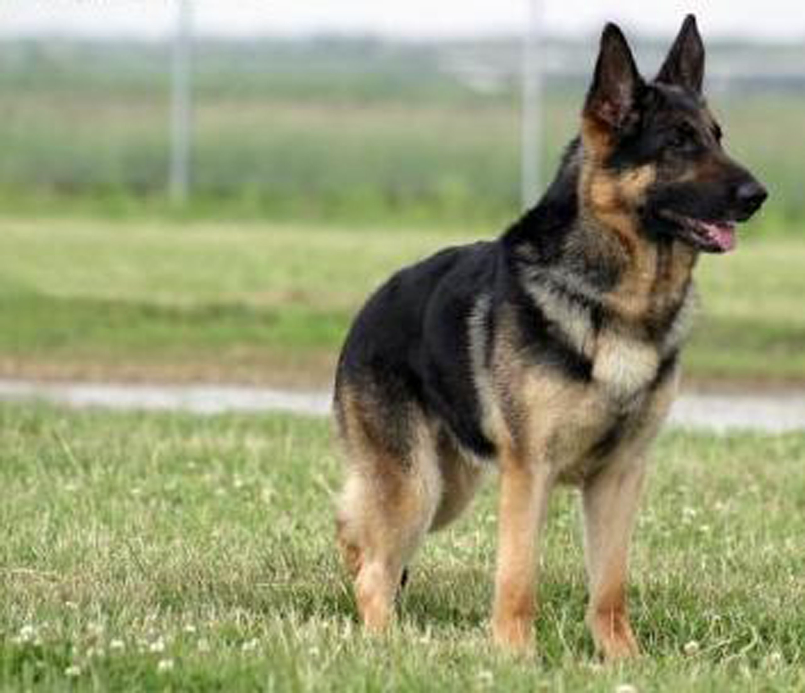 Dean and Tyler DT Freedom Winter Muzzle Size No.1 for German Shepherd Female Dogs - Cold Weather Dog Muzzle for Walking, Training & Outdoor Protection