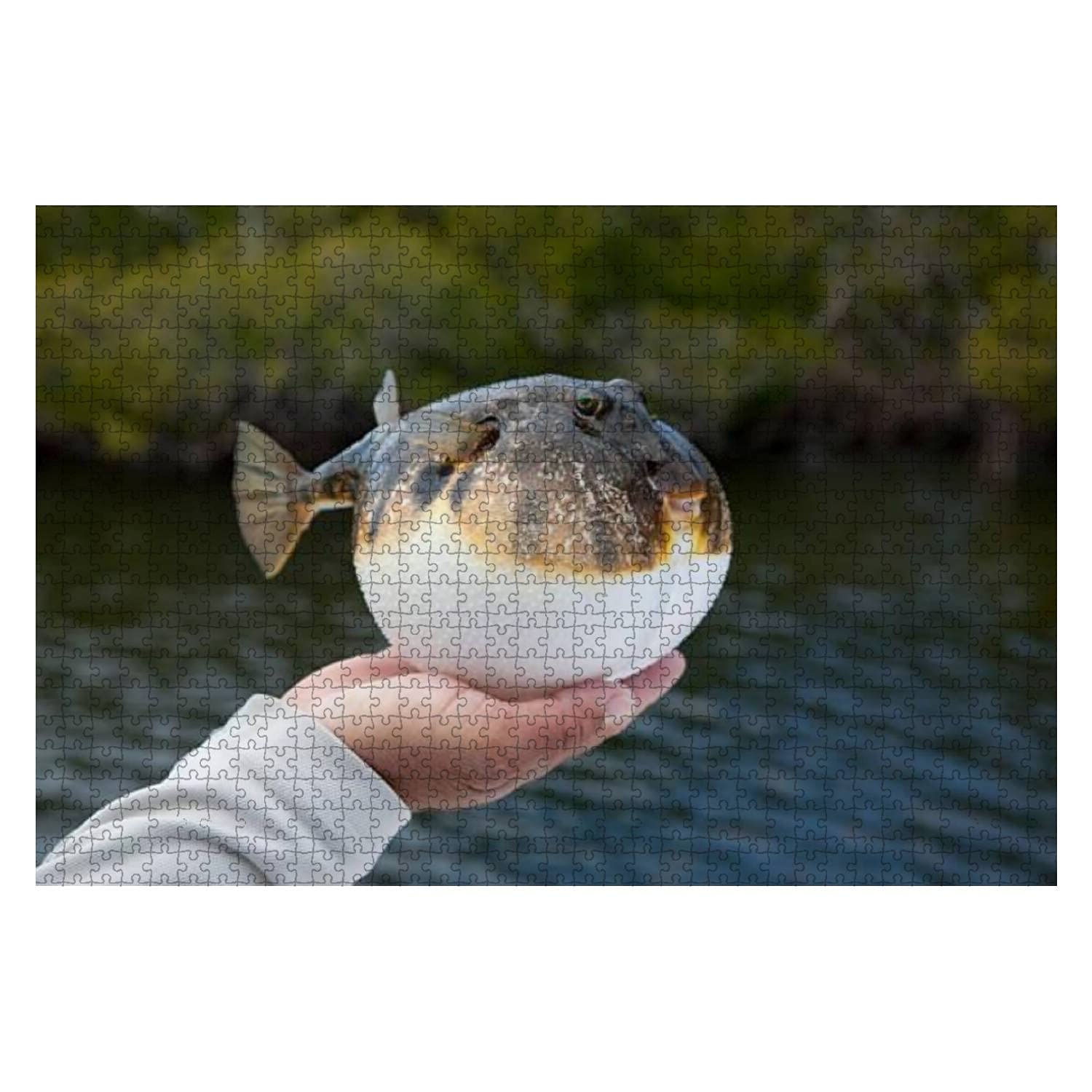 1000 Piece Wooden Jigsaw Puzzle - Inflated Smooth Puffer Fish from Florida Mangroves - Educational Puzzle for Kids & Adults - Stress Relief & Brain Teaser - Perfect for Family Game Night & Classroom Learning Activities