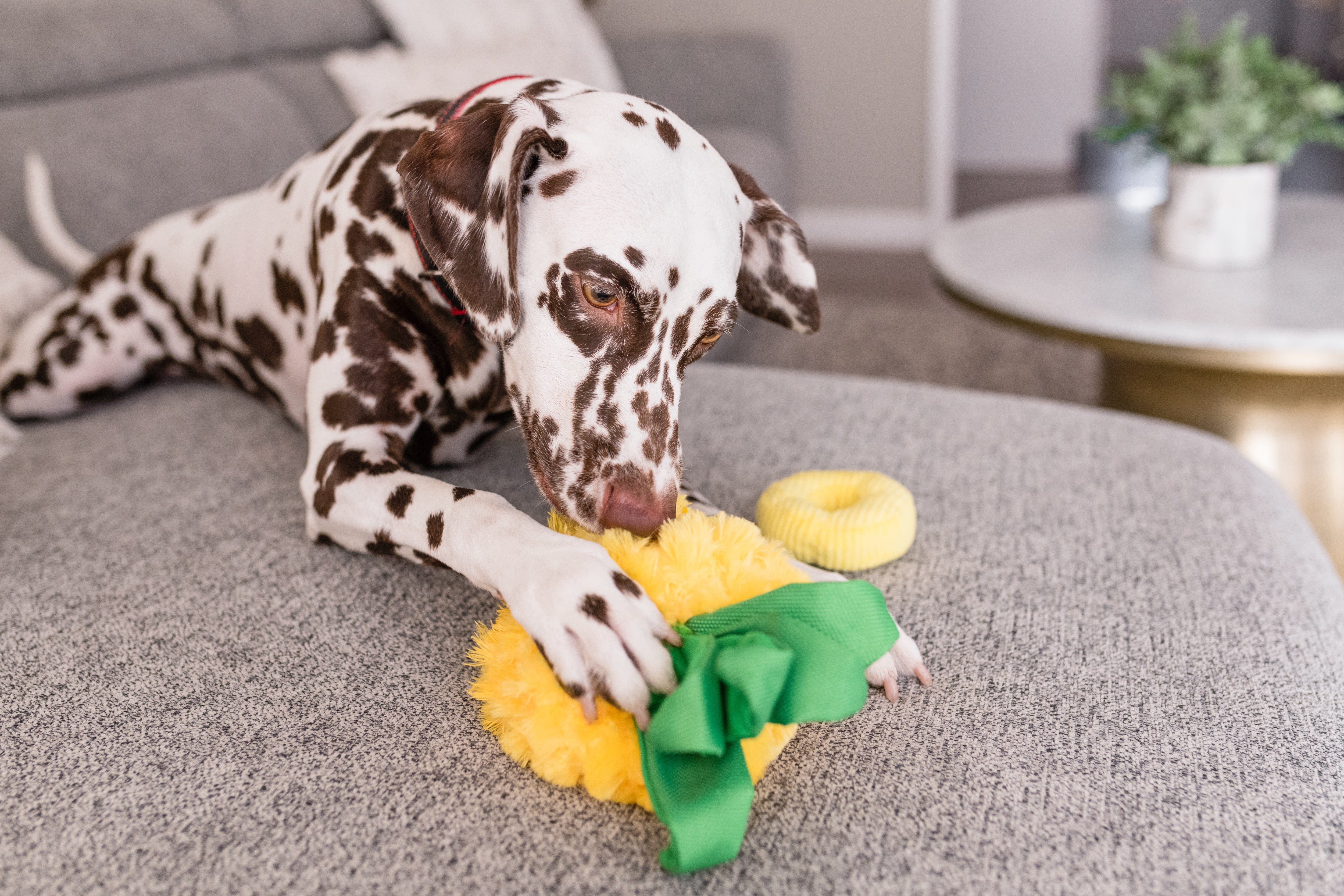 Tropical Paradise™ Dog Plush Toy - La Piña Chew Toy for Dogs | Soft & Durable Pet P.L.A.Y. Puppy Toy | Perfect for Playtime, Training & Cuddling