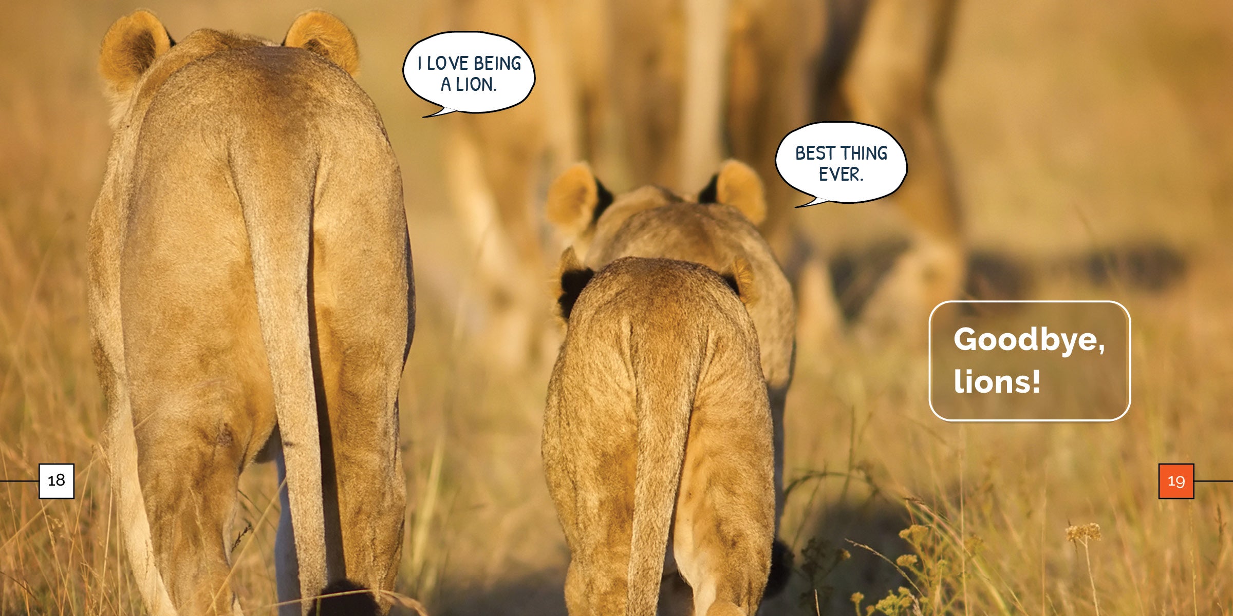 Lions Book 9781640268432 - Wildlife Animal Encyclopedia for Kids & Adults - Perfect for Education, Research & Nature Lovers