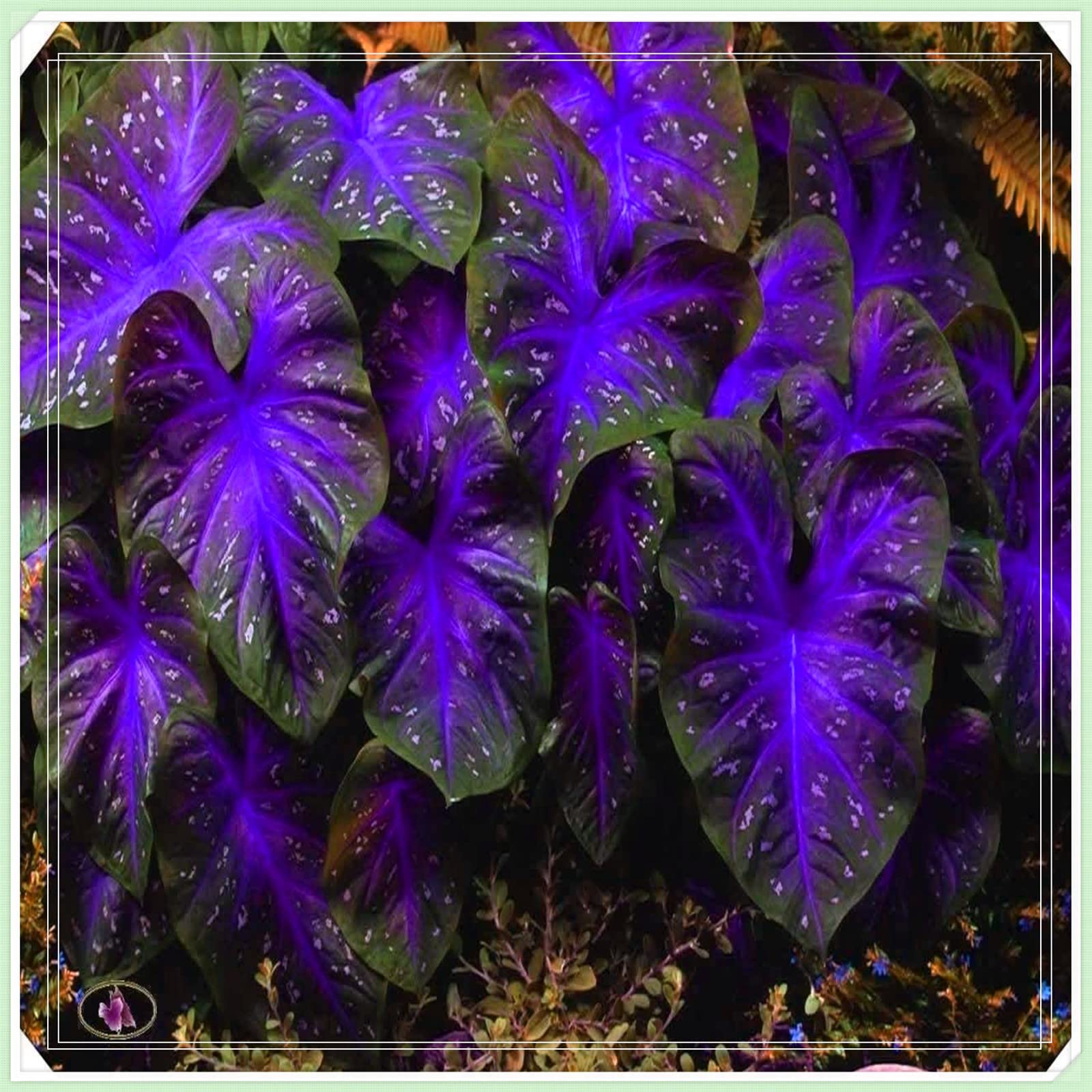 Elephant Ear Bulbs for Planting - 20 Pack Tropical Colocasia Tubers for Garden & Landscaping | Perennial Outdoor Decor & Container Gardening