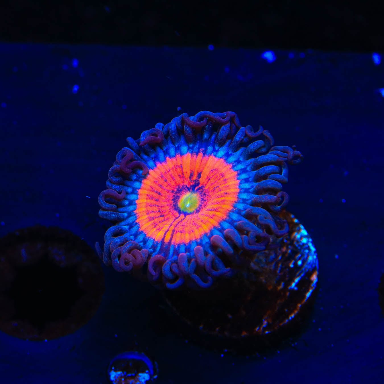 Everlasting Gobstopper Zoanthids Coral - Vibrant Saltwater Aquarium Coral for Reef Tanks & Marine Displays