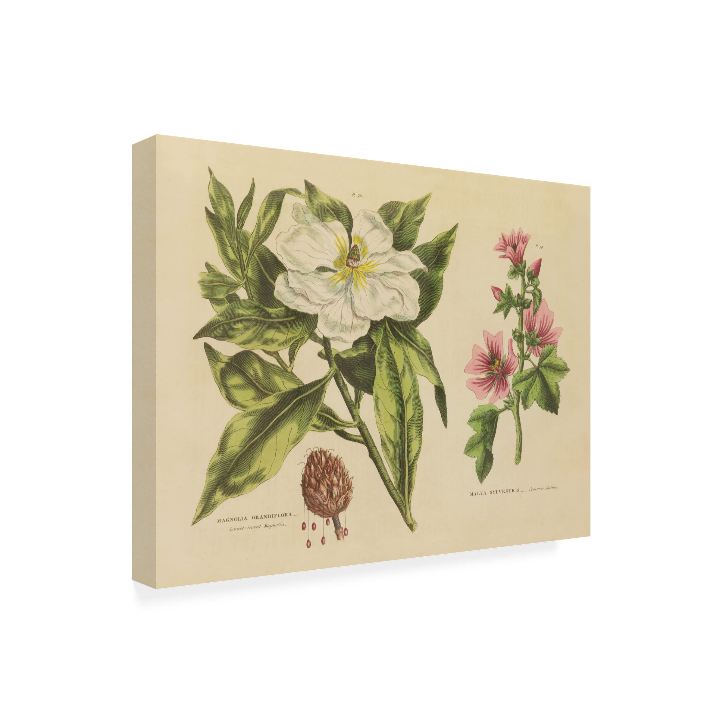Trademark Fine Art 'Morning Glow' Canvas Wall Art Print by Farida Zaman - Perfect for Living Room, Bedroom & Office Decor