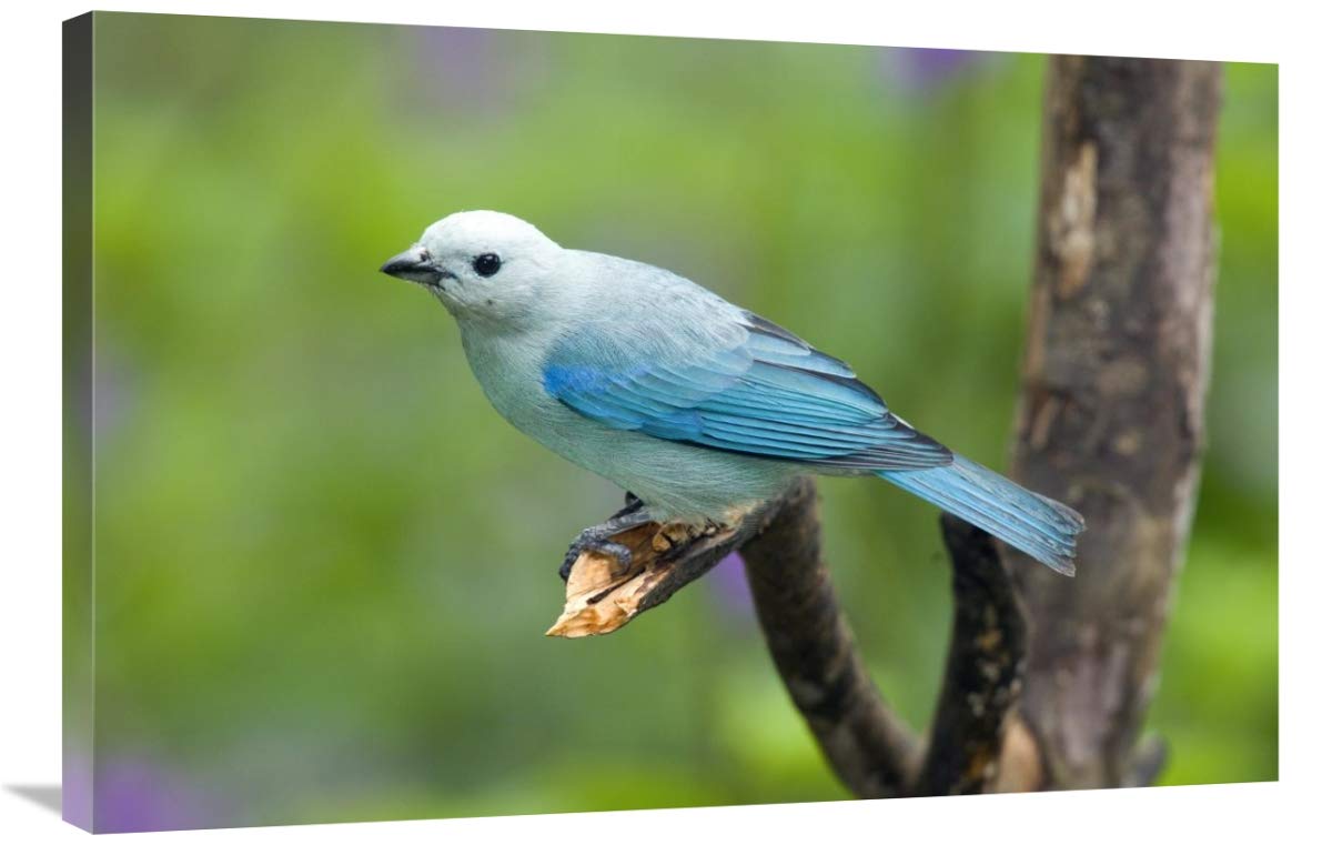 Blue-Gray Tanager Male Costa Rica Canvas Art Print - 36x24 Inches Wall Decor for Living Room, Bedroom & Office - Tropical Bird Wildlife Painting