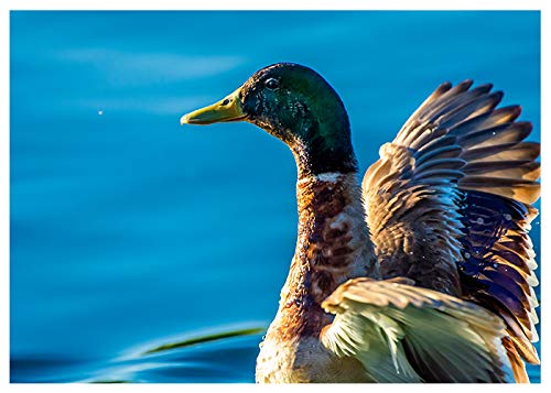 Happy Birthday Mallard Duck Greeting Card - Funny Duck Birthday Card with 'Happy Birthday' Inside Message - Perfect for Friends, Family & Coworkers