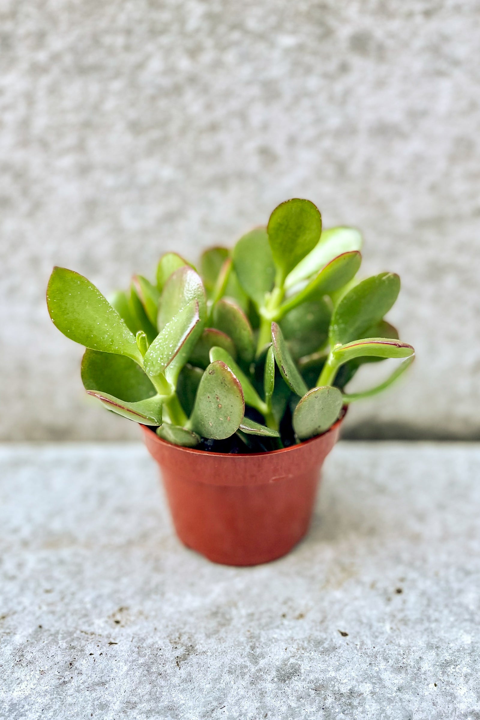 Crassula Ovata Jade Plant - Live Succulent for Home & Office Decor - Perfect for Indoor Gardening, Gifts, and Feng Shui