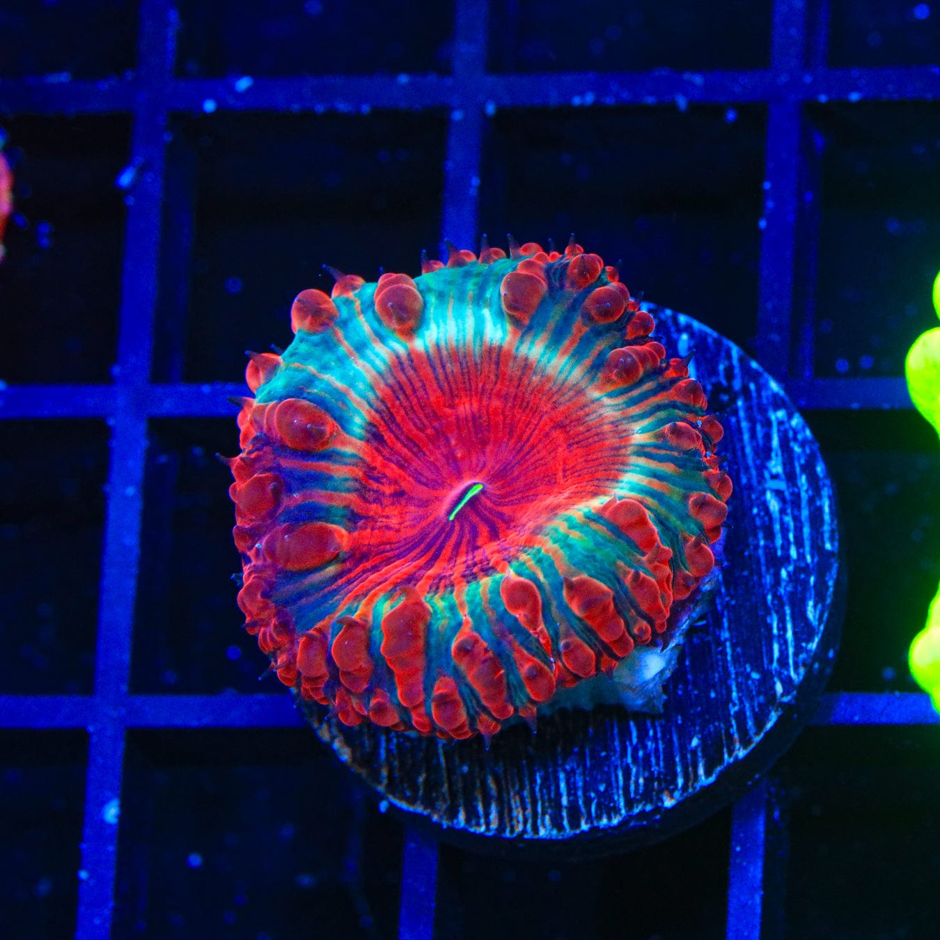 Premium Cherry Pie Blastomussa Coral for Saltwater Aquariums | Vibrant LPS Coral for Reef Tanks | Perfect for Beginners & Advanced Hobbyists | Enhance Your Marine Aquascape