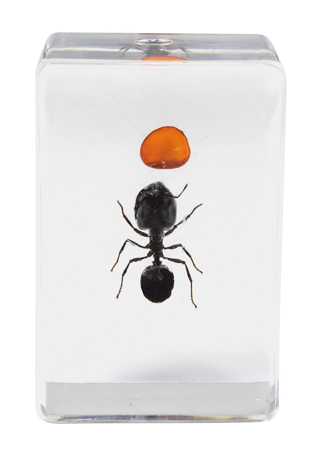 3D Bug Specimen Kit #5 - Realistic Insect Models for Science Education & Home Decor | Perfect for Classroom, Kids Learning & Nature Enthusiasts