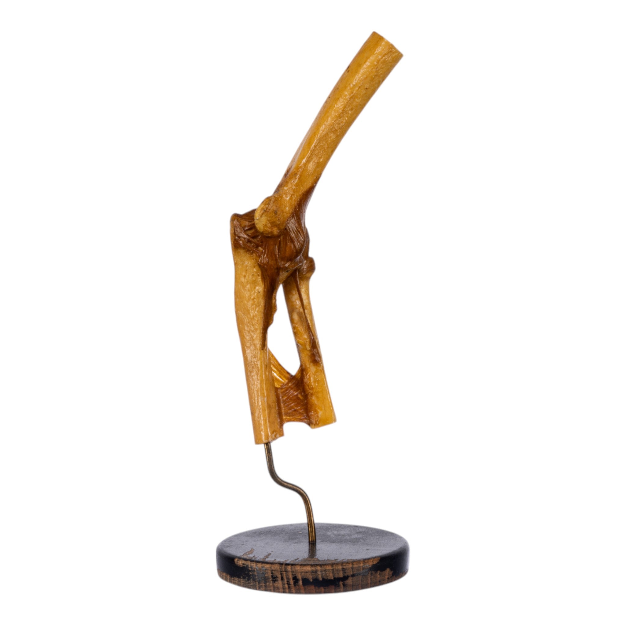 Real Human Elbow Joint Anatomical Model with Stand - Perfect for Medical Education, Anatomy Study, and Classroom Demonstrations
