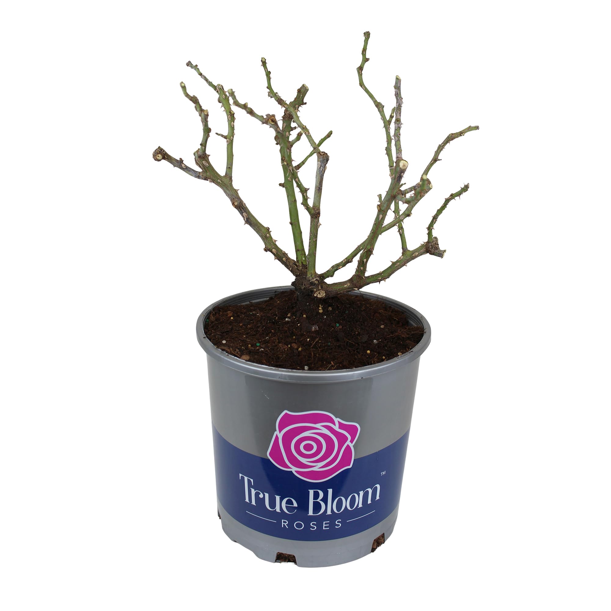 Fresh Pink Rose Bush Plants for Delivery - Live Indoor & Outdoor Potted Roses, Perfect Plant Lover Gifts & Home Decor | Ideal for Valentine's Day, Weddings, Anniversaries & Housewarming