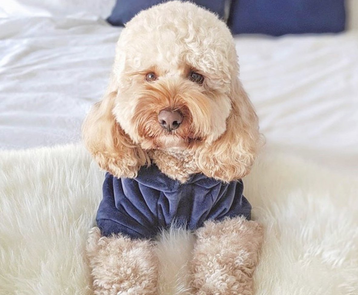 Cozy Thick Cotton Pom Pom Pet Hoodie for Small Dogs & Cats - Warm Winter Sweater for Indoor & Outdoor Play