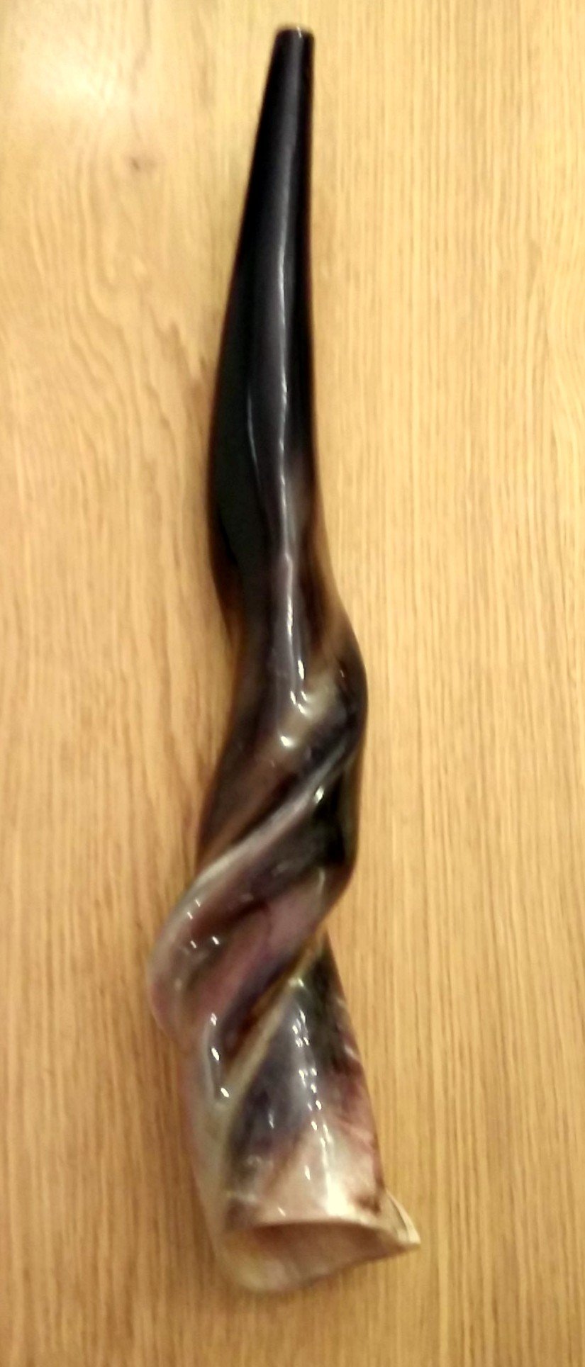 Authentic Israel Eland Horn Shofar - Hand-Polished 20